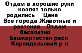 Отдам в хорошие руки козлят.только родились. › Цена ­ 20 - Все города Животные и растения » Отдам бесплатно   . Башкортостан респ.,Караидельский р-н